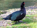 Muscovy Duck (WWT Slimbridge October 2011) - pic by Nigel Key